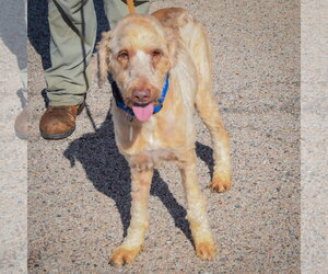 Cooper - Male Mutt Dog for Adoption - Photo #3