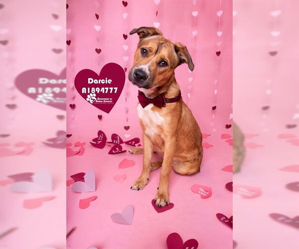 Medium Photo #1 Staffordshire Bull Terrier-Unknown Mix Puppy For Sale in Riverside, CA, USA