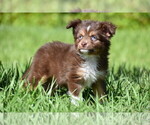 Image preview for Ad Listing. Nickname: Bart