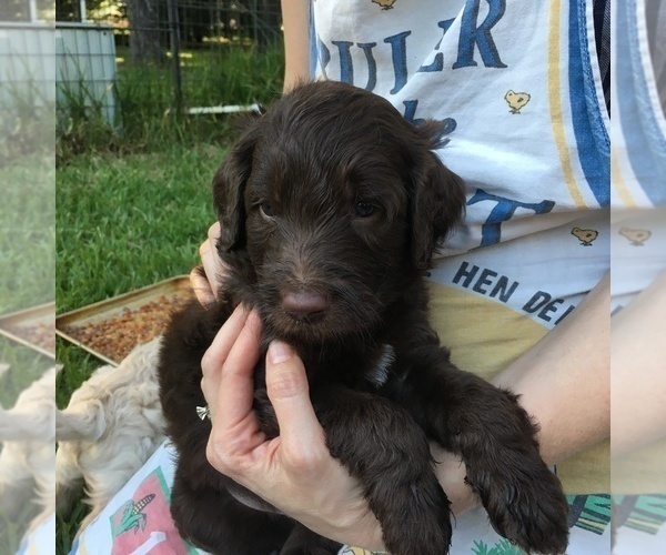 Medium Photo #3 Goldendoodle Puppy For Sale in TERRY, MS, USA