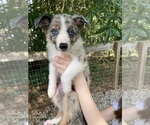 Puppy Smokey Australian Shepherd