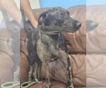 Small #1 Catahoula Leopard Dog-Rat Terrier Mix