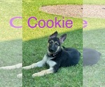 Puppy Cookie German Shepherd Dog