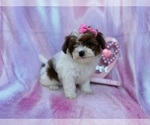 Small #5 Shih-Poo