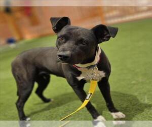 Mutt Dogs for adoption in Las Vegas, NV, USA
