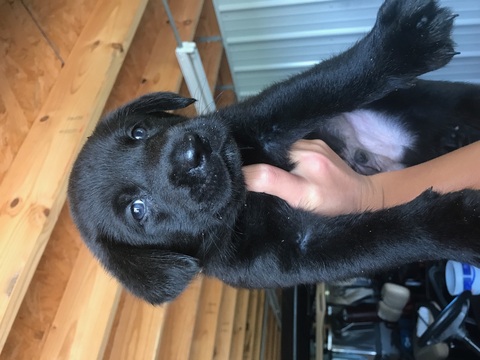 Medium Photo #1 Labrador Retriever Puppy For Sale in MARCELINE, MO, USA