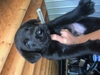 Small Photo #1 Labrador Retriever Puppy For Sale in MARCELINE, MO, USA