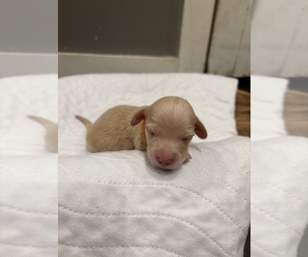 Medium Photo #5 Dachshund Puppy For Sale in MARSHFIELD, MO, USA
