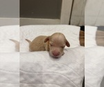 Small #4 Dachshund