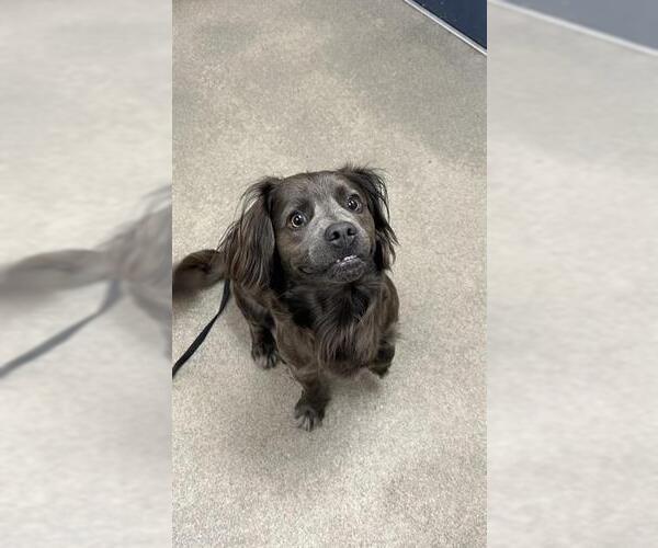 Medium Photo #1 Cocker Spaniel-Unknown Mix Puppy For Sale in HESPERIA, CA, USA