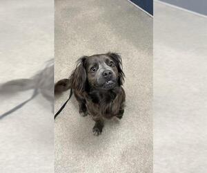 Cocker Spaniel-Unknown Mix Dogs for adoption in HESPERIA, CA, USA