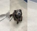 Small Cocker Spaniel Mix