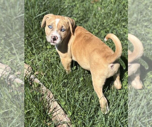 Medium Photo #1 Labrador Retriever-Unknown Mix Puppy For Sale in Brewster, NY, USA