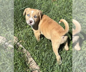 Labrador Retriever-Unknown Mix Dogs for adoption in Brewster, NY, USA