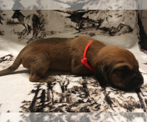 Bloodhound Puppy for sale in N LITTLE ROCK, AR, USA