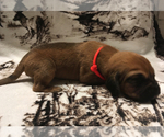 Small Photo #1 Bloodhound Puppy For Sale in N LITTLE ROCK, AR, USA