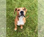 Small #2 American Pit Bull Terrier