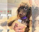 Small #1 Poodle (Miniature)
