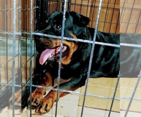 Medium Photo #28 Rottweiler Puppy For Sale in RIEGELWOOD, NC, USA