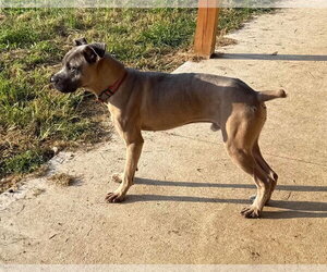 Stallone - Male Mutt Dog for Adoption - Photo #4