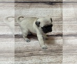 Small Photo #6 Pug Puppy For Sale in BRIDGEPORT, CT, USA