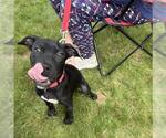 Small #4 American Pit Bull Terrier-American Staffordshire Terrier Mix
