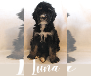 Bernedoodle Puppy for sale in INDIANAPOLIS, IN, USA