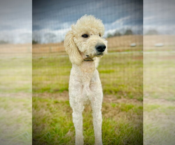 Medium Photo #4 Goldendoodle Puppy For Sale in Pacolet, SC, USA