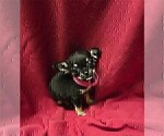 Small #4 Chihuahua