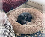 Small #21 Labrador Retriever Mix