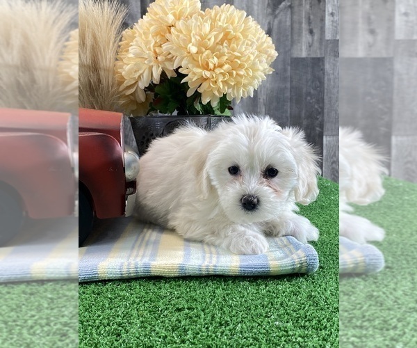 Medium Photo #4 Biton Puppy For Sale in CANOGA, NY, USA