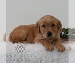 Small #4 Golden Retriever