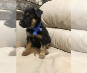 German Shepherd Dog Puppy for sale in BRIGHTON, CO, USA