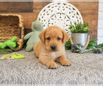 Small #5 Labrador Retriever