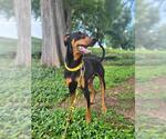 Small #1 Doberman Pinscher