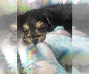 Poodle (Toy)-Yorkshire Terrier Mix Puppy for sale in DELTONA, FL, USA