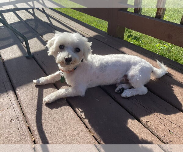 Medium Photo #1 Maltese-Unknown Mix Puppy For Sale in Brooklyn Center, MN, USA