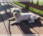 Small Maltese Mix