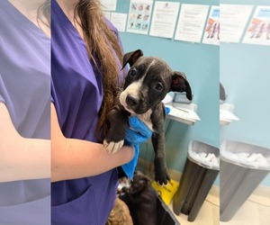 Mutt Dogs for adoption in Woodbury, NY, USA