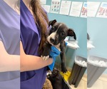 COLT - Male Mutt Dog for Adoption - Small photo