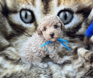 Poodle (Toy) Puppy for sale in JEFFERSONVILLE, IN, USA