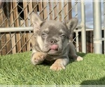 Small #12 French Bulldog