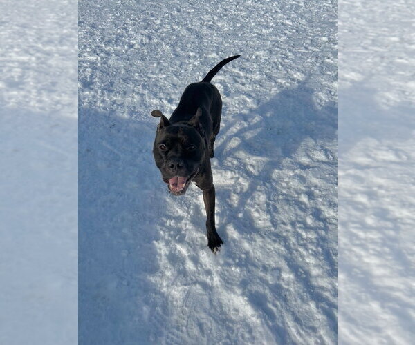 Medium Photo #3 American Staffordshire Terrier-Boxer Mix Puppy For Sale in Pierceton , IN, USA