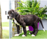 Small Photo #129 Great Dane Puppy For Sale in WAKARUSA, IN, USA