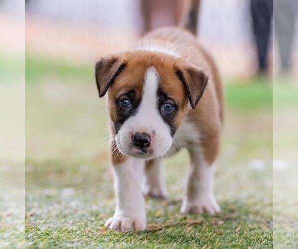 Medium Photo #4 Boxer-Unknown Mix Puppy For Sale in San Diego, CA, USA