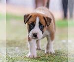 Small #3 Boxer Mix