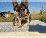 Small #5 French Bulldog
