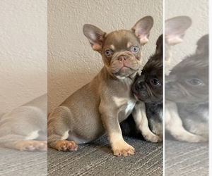 French Bulldog Puppy for sale in CHARLOTTE, NC, USA