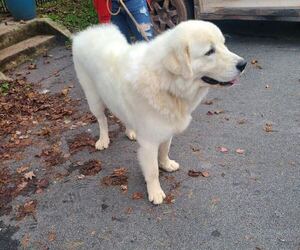 Father of the Maremma Sheepdog puppies born on 06/04/2025