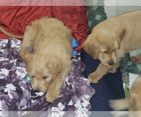 Medium Photo #18 Labradoodle Puppy For Sale in WASHOUGAL, WA, USA